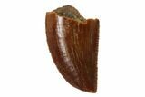 Serrated, Raptor Tooth - Real Dinosaur Tooth #101792-1